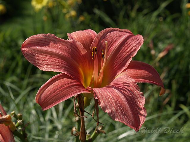 Hemerocallis Patricia Fay.JPG